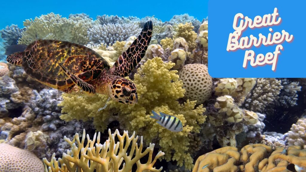 turtle swimming through reefs in the ocean