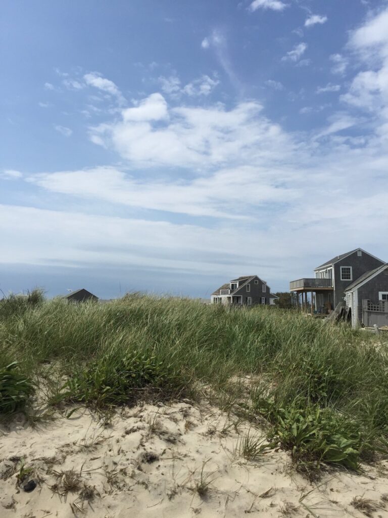 Nantucket beach grass