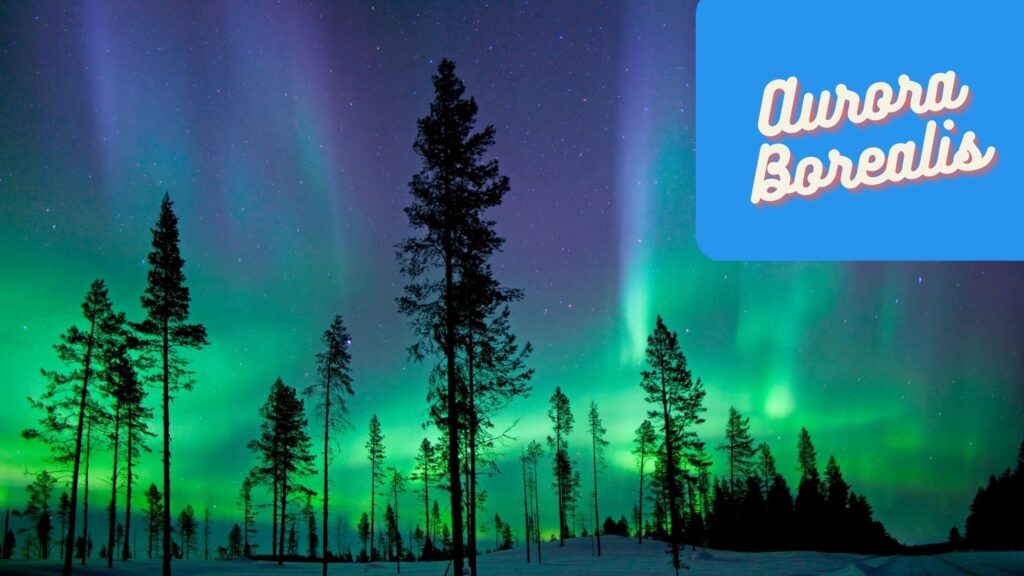 aurora borealis through the trees
