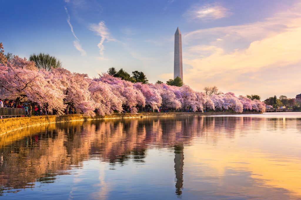 Washington Monument Washington DC cherry blossoms